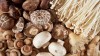 Oyster Mushrooms Reign Supreme: The Surprising Protein Powerhouse of the Fungi World!